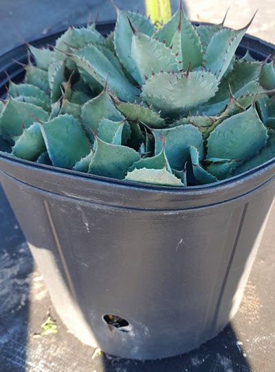 10" Agave Potatorum Blue Rose